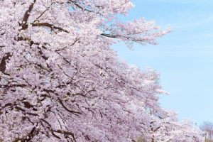 【姓名判断】「桜」について
