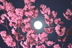 【九星気学】本命殺・月命殺・本命的殺・月命的殺は凶方位 影響と意味